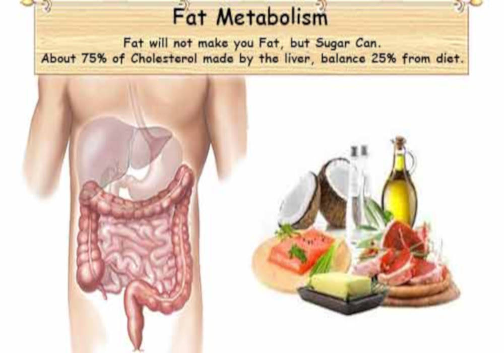 AHealthyBod's tweet image. Fat Metabolism #metabolism
What is fat metabolism? Fat/lipid metabolism is digestion of fat, absorption, liver synthesized lipoproteins, and pile acid recycling. bit.ly/30eqK6E