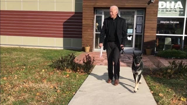HenrytheDog13's tweet photo. Vote for Joe Biden so we can have his dog Major in the White House. 
Dogs Rule. 
#Biden2020 
#Major2020 https://t.co/wXEAZ4BdKS