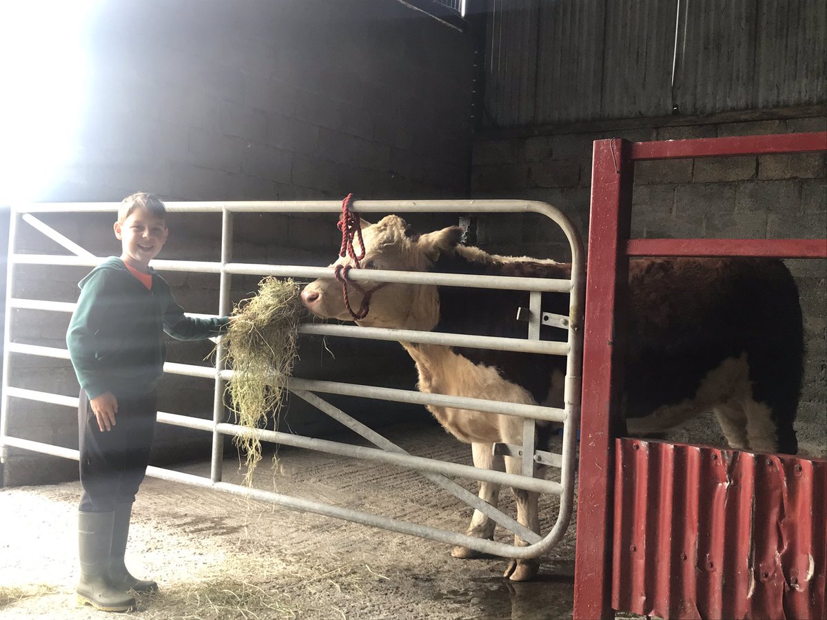 PadraicMckenna's tweet photo. Adam took his heifer in for a break from the rain for some TLC &amp; treats my boy loves his heifer 😍😊🐮 https://t.co/AoxZN4tiSk