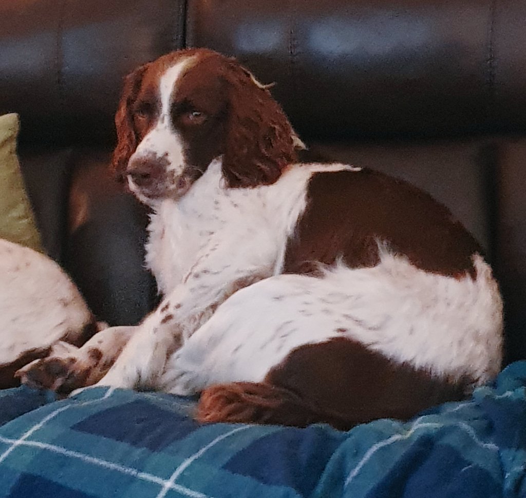 Mrs C's magic settee 🐶🐶🐶🐶🐶🐶🐶🐶🐶🐶🐈‍⬛ tweet media