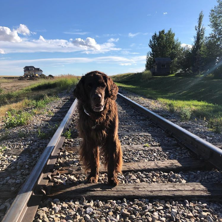 Aspen_Crossing's tweet photo. We always have the cutest visitors at our campsite 🐕‍🦺
📸: photo from @missswissy1  
#dogsofinstagram #dogs #cutedogs #dogscamping #dogfriendly #aspencrossing #camping #glamping #campground #campingalberta #myalberta #travelalberta #tourismalberta #explorealberta https://t.co/ggWRweV4Oc