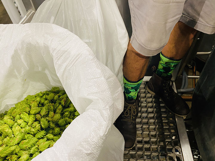 LansingBrews's tweet photo. When you're so excited about the fresh Chinook hops from @TopHopsFarm you wear your hop socks to match! #LansingBrews #ChinookHops #HopSocks https://t.co/UIysy0ps91