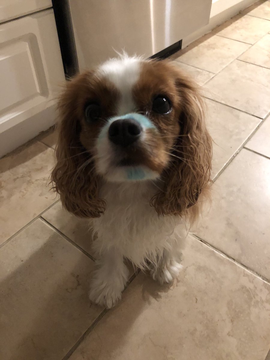 StephenGreenWX's tweet photo. @susanjanemoore My dog when she got into blueberry ice cream https://t.co/3YwzrY8hNp