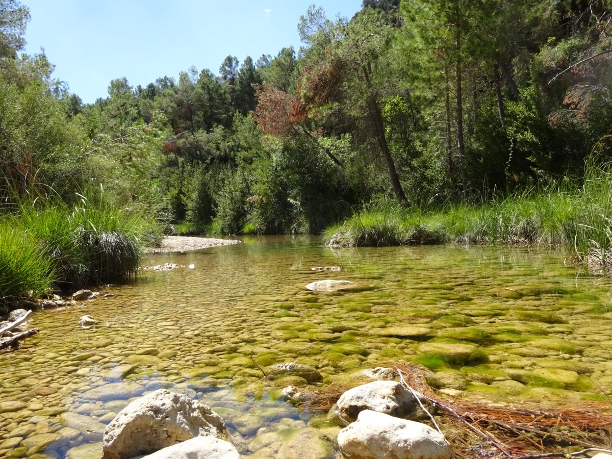 Dry phase fieldwork of the Algars River for #BiodiversIRES @1000IRP Always happy to be sampling home! 💚 #IntermittentRivers #MediterraneanRivers #ecology #biodiversity
#ParcnaturalElsPorts #TerraAlta #Catalonia