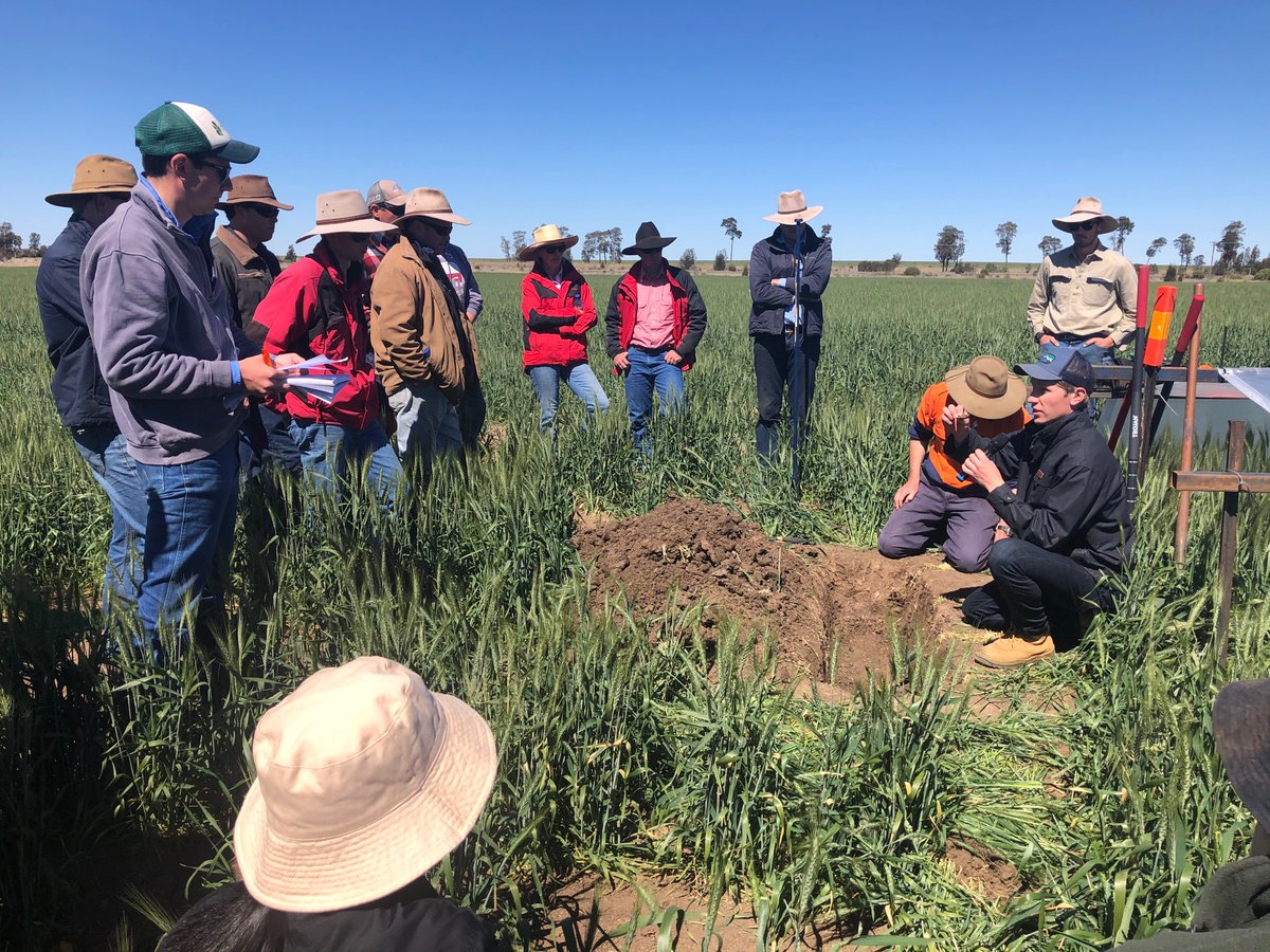 Excellent field day at Dulucca on #SoilConstraints with @Stirling_Soil shown here demonstrating soil strength and applied amendments leading to real gains. @DAFQld @ILSE_USQ <a href="/theGRDC/">GRDC</a> <a href="/GRDCNorth/">GRDC North</a> #AgInnovation