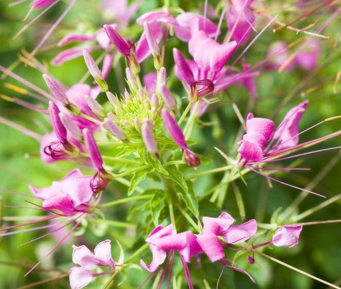 Uzivatel みやざきの景観づくり 宮崎市景観課 Na Twitteru 宮崎市版365日誕生花 ８月28日の宮崎市版誕生花は クレオメ です ギリシャ語 閉じる に由来 花言葉は 情熱家