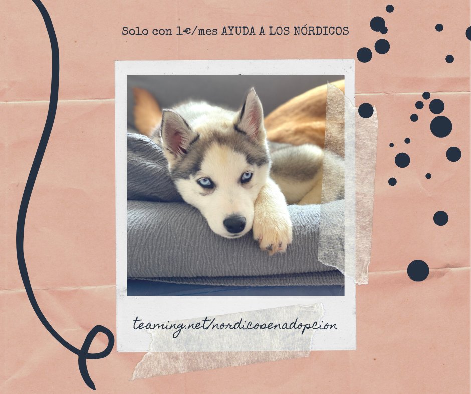Toda ayuda es bien recibida, para ti igual 1€ al mes no es mucho, para ellos lo es todo.
Cambia el destino de los nórdicos. Solo necesitas 5min para registrarte:
teaming.net/nordicosenadop…
😀 ✌️ 🐺 🏡 
#Yoayudo
#voluntariado
#amoloshusky
#adopta