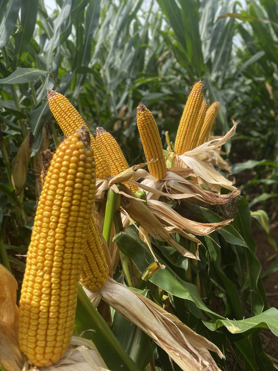 jryangilland's tweet photo. We had another great day of walking #AgriGold plots in North Alabama! 6659, 6544 and 6572 are great like always. A couple new hybrids to look out for are 644-32 and 645-80! #LetsTalkCorn @AgriGoldSouth @StanfieldChad @agold_mitch https://t.co/3IaCbdnpjc
