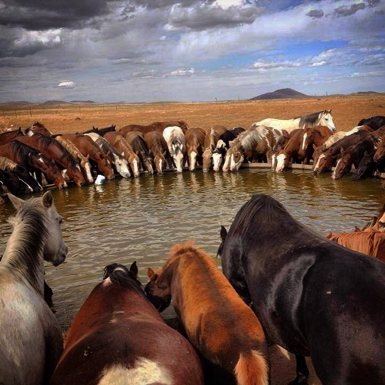 AZDudeRanches_'s tweet photo. Thinking about having a family reunion? Maybe you just want to get together with the squad for a drink? So many options at all of #AZโs picturesque #DudeRanches! Visit the link to learn more! #arizonaresorts #arizonavacation #guestranch #safecation #staycation https://t.co/TEBoymdSm2