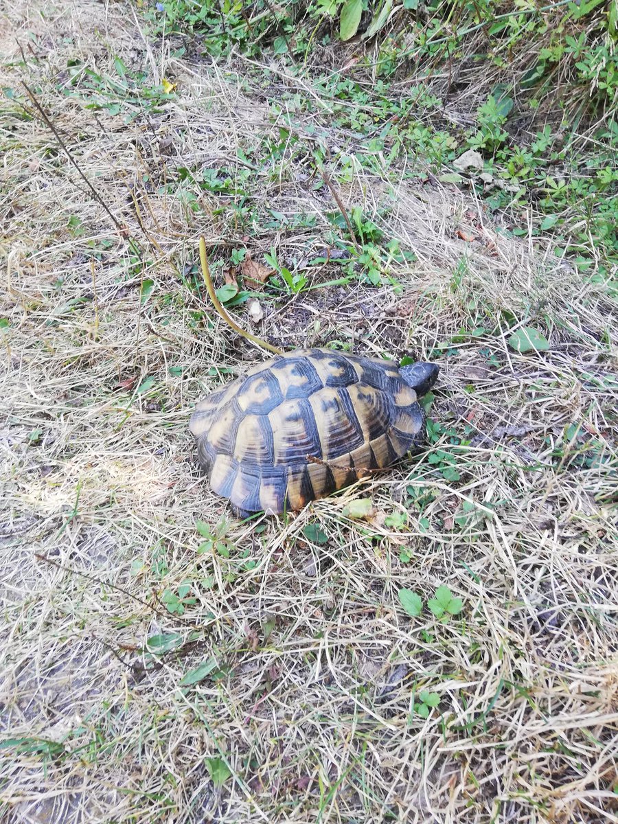 Tortoise on our #ecopath today near the #village of #Kondolovo 💚🌳🍀