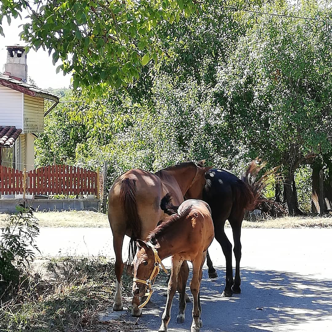 ataval's tweet photo. The village of #Kondollvo in #Strandja mountain, #Burgas region https://t.co/xn2qWT4uAs