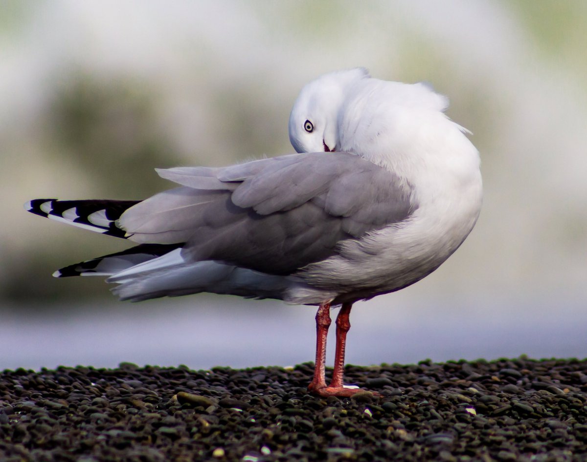 I’m a tarapunga or a red-bill gull. We’re a common native species of Aotearoa & mostly found on the coastline except for one group who found Rotovegas pretty choice!! We’re an inclusive bunch who will eat anything 😁