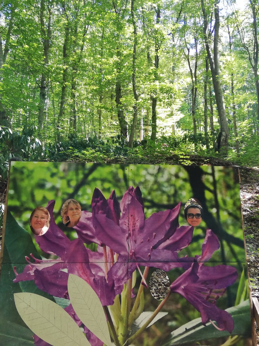 The #ecopath of #Rhododendron #ponticum near #Kondilovo village
💚🌳🍀☘️🌿👣🌸