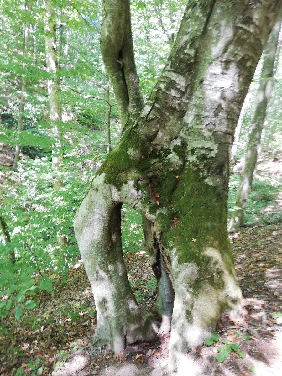 ataval's tweet photo. The #ecopath of #Rhododendron #ponticum near #Kondilovo village
💚🌳🍀☘️🌿👣🌸 https://t.co/AFMm5BNyMi https://t.co/vMAE2rFSqd