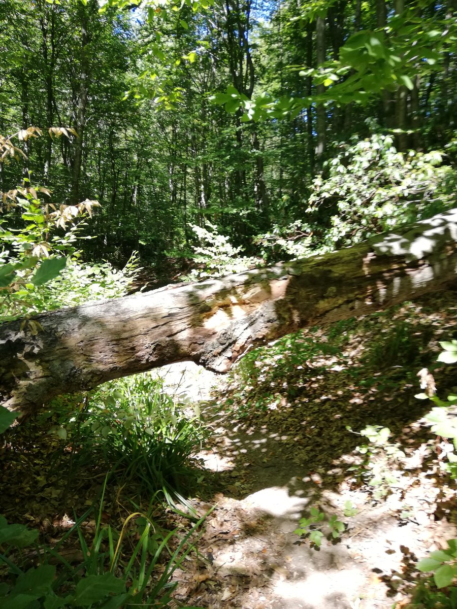 ataval's tweet photo. The #ecopath of #Rhododendron #ponticum near #Kondilovo village
💚🌳🍀☘️🌿👣🌸 https://t.co/AFMm5BNyMi https://t.co/vMAE2rFSqd