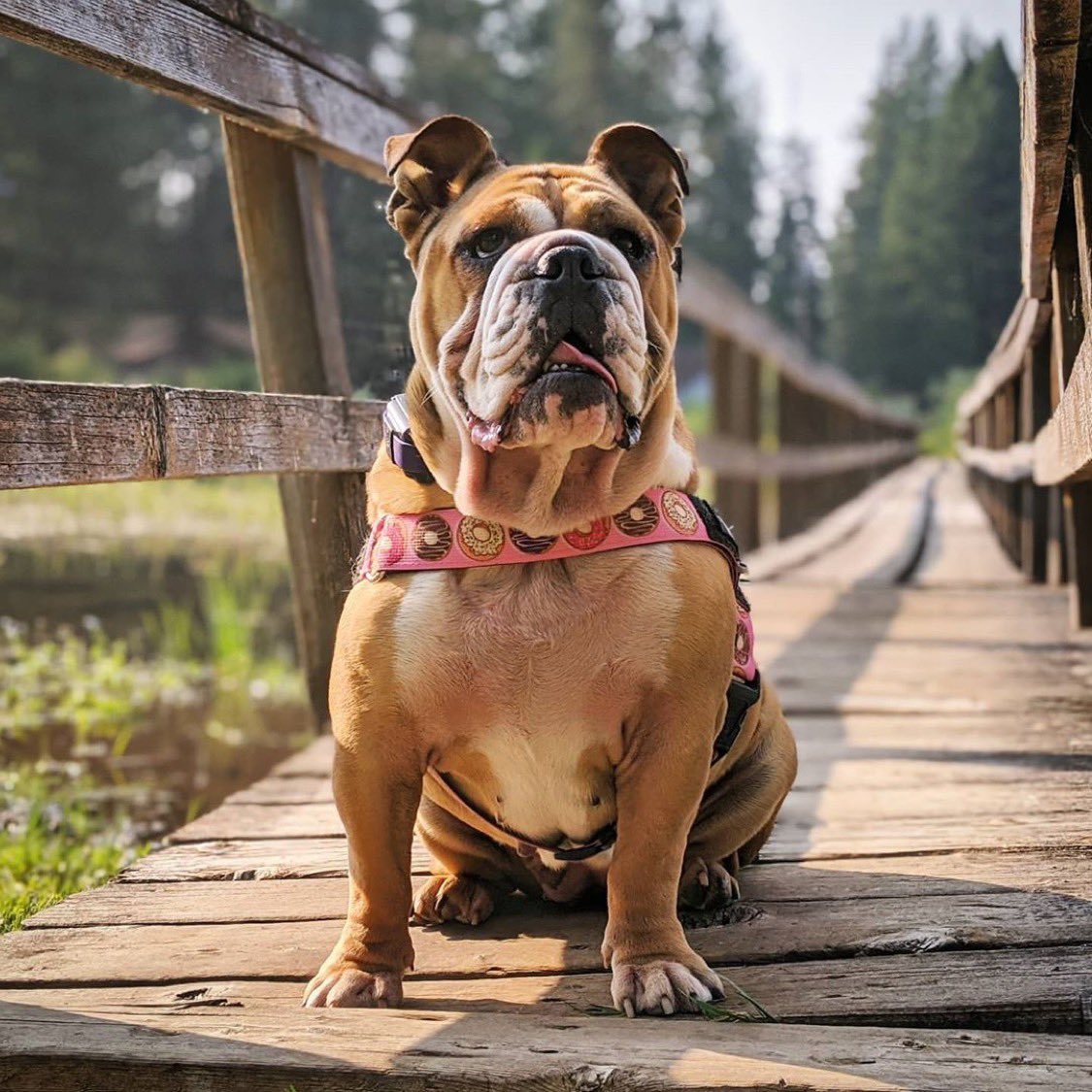 Hope was tied to a tree and left to die, with the rope embedded into her neck from trying to pull away from the tree. She has recovered and is eager to find her forever home! Adopt Hope at socalbulldogrescue.org! #nobulldogleftbehind