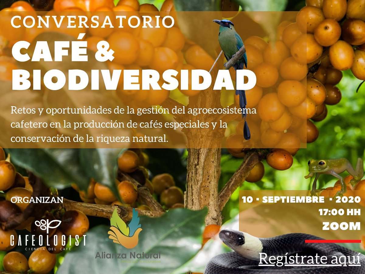 CafeologistCO's tweet photo. En este concersatorio expertos en producción de cafés especiales, biodiversidad y conservación nos contarán sus experiencias y retos para la gestión y sostenibilidad ambiental del agroecosistema cafetero.

Inscríbete aquí: https://t.co/WybOu25Rfh https://t.co/YBHlh7yfsD