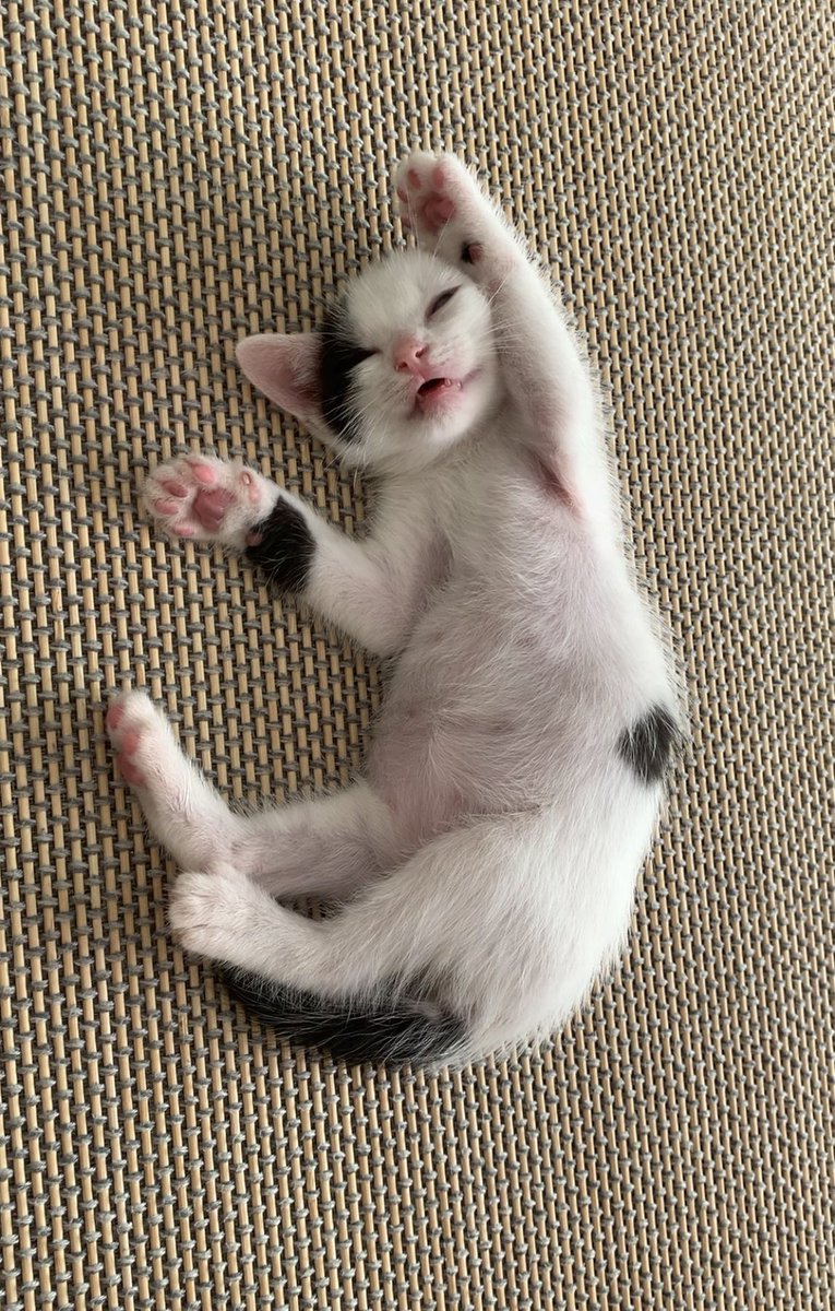保護猫3兄弟 ゴリ猫ちゃんねる Tljgocuppmsmkq3 Twitter