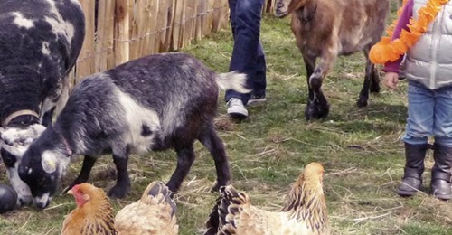 BeyondHolistic's tweet photo. #animals Animals in our Communities - https://t.co/qLDrvCTUcd

#animalslove #farming #community https://t.co/IcR6rye1XE