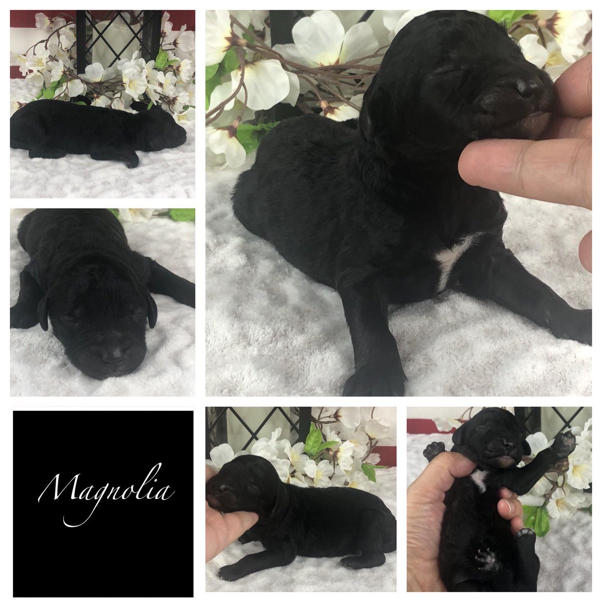 WonderTailsTransport tweet media