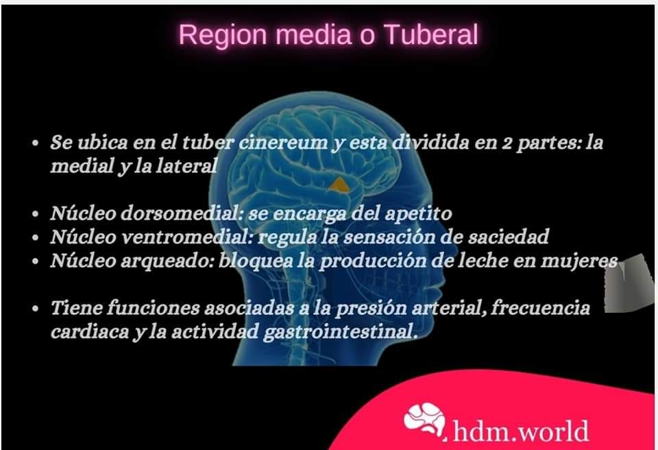HWorldllc's tweet photo. #anatomia #hipotalamo #region 🏥📚👁️🥼👌🏻🧠
En 5 minutos... ¡ANATOMÍA DE HIPOTÁLAMO! 🧠
Repasa con este material las características anatómicas de esta gran estructura del SNC y Endocrino
Para mayor contenido visita
https://t.co/WSzUIp3BtC
#tuberalis #medial #supraoptico #mamilar https://t.co/dYUvAWXnwj