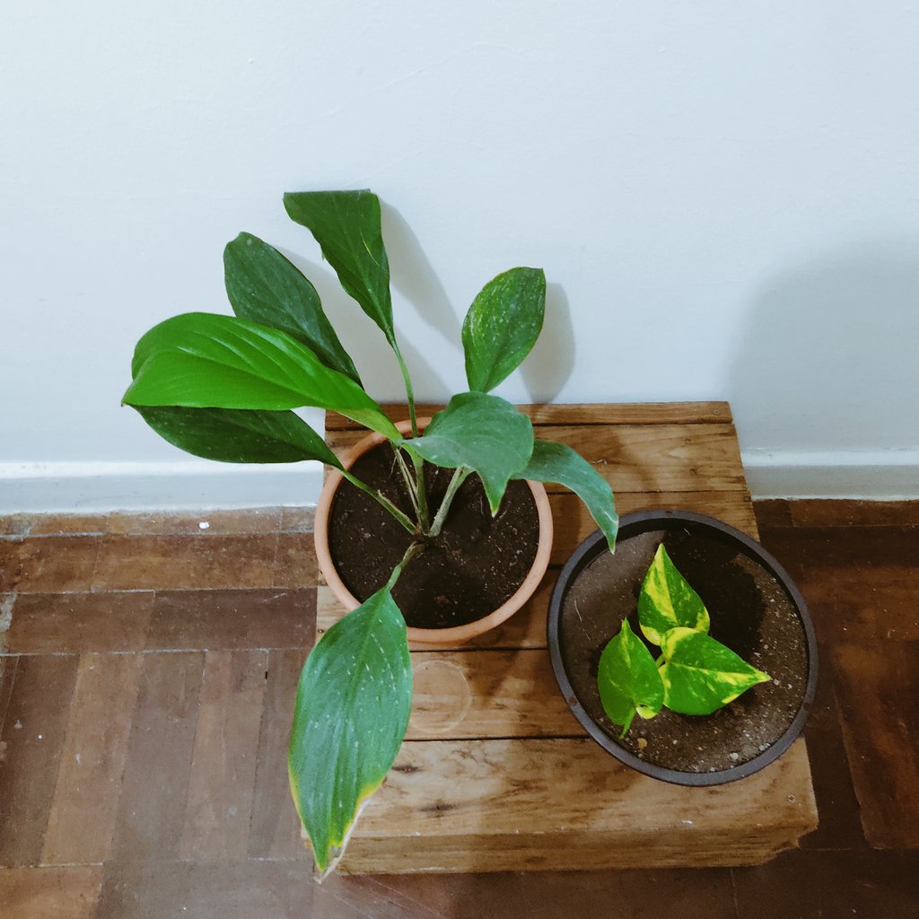 lu_neto_'s tweet photo. Acabei de batizar minhas platinhas. Megan é maior ( copinho de leite ) ela bebe 500 ml de água por dia e a Cardi é a menorzinha mas molhadinha igual. "WAP " WET ASS PLANT #streamwap https://t.co/z3PnhDRwdG