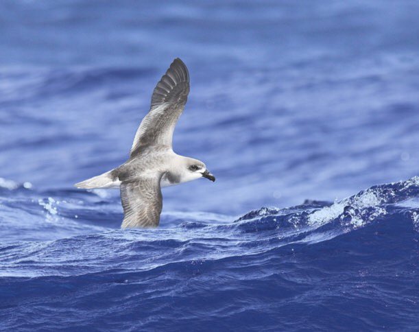 Anthony McGeehan’s new article on Fea’s Petrel and related species/races is an eye opener. Amazing text, driven by fantastic insight, beautiful photos by the author, and an incredible map*.  *Conflict of interest declaration... I did the map. tinyurl.com/y699trhf