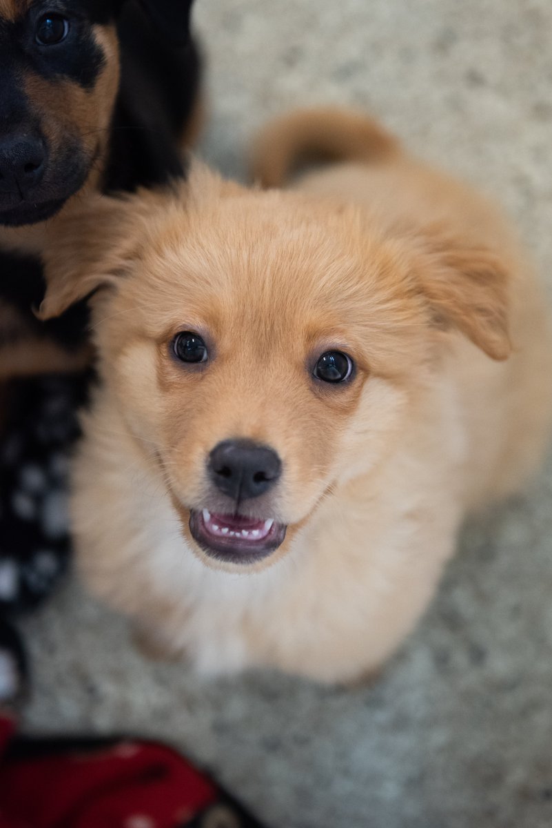 BFAS_Julie's tweet photo. Today the California state Senate unanimously approved @AsmToddGloria's #AB2152! So proud of the work @bestfriends and our partners did on this important fix to CA's ban on the retail sale of puppies, kittens and bunnies. This is a great win. https://t.co/GwSaAHezot