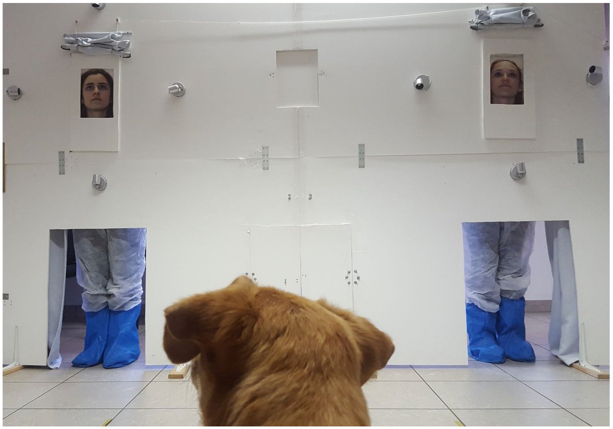 alanapiz's tweet photo. @oxybiostats Beautiful Data: Dogs are able to distinguish between a photo of their owner and a photo of a stranger.

Source: Animal Cognition, 2020 https://t.co/QMmUIj4Rbd