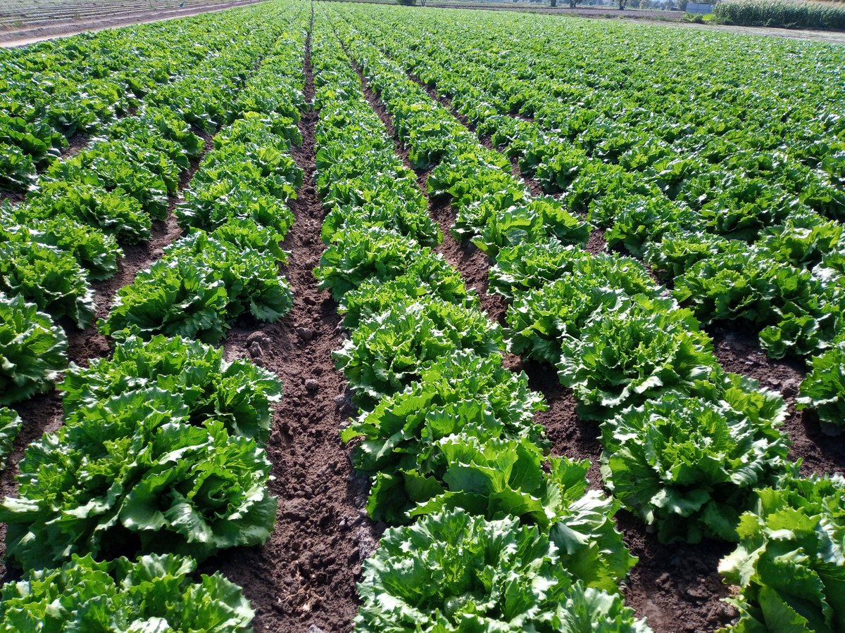 KalElmoro's tweet photo. Produciendo alimentos https://t.co/Y0JVRfL0u1
