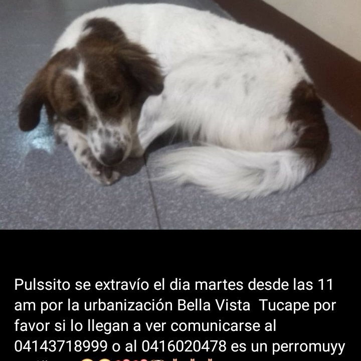 PerroUsuario's tweet photo. #SeBusca #Táchira RT @Caroline_fort2: #tucape #tachira Se busca https://t.co/oczW0B6qLm