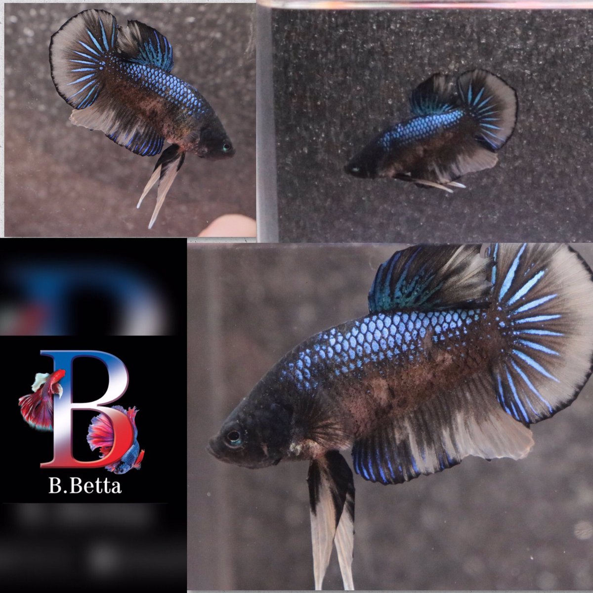Bbetta5's tweet photo. 🖤🖤💙💙 https://t.co/HIcMkFdCYN