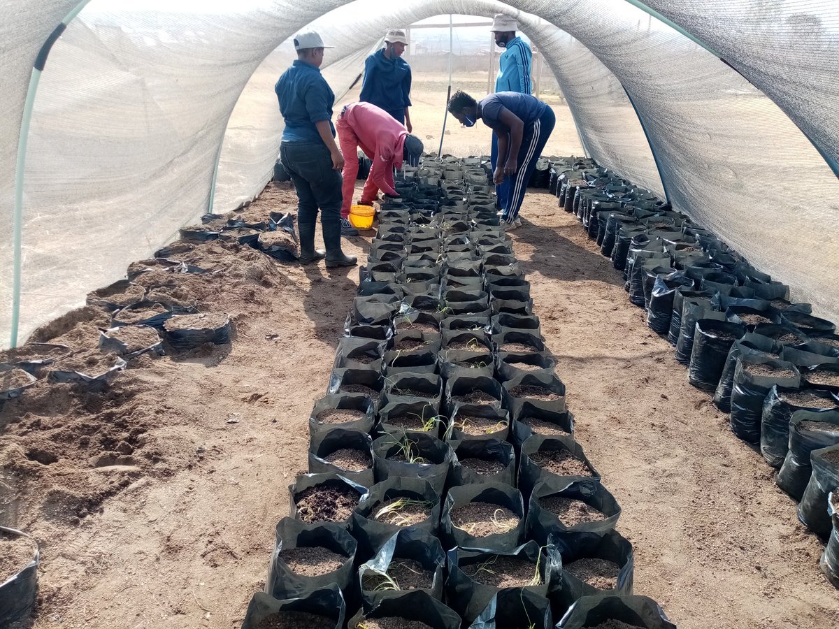 SenzushintshoC's tweet photo. Thank you to our students who are dedicated to make change and set their time to learn, grow and develop.

#Class_of_2020
#Future_Agripreneurs
#We_Making_Change
#Emndeni_Skills_Centre https://t.co/VTbZDvPzcN