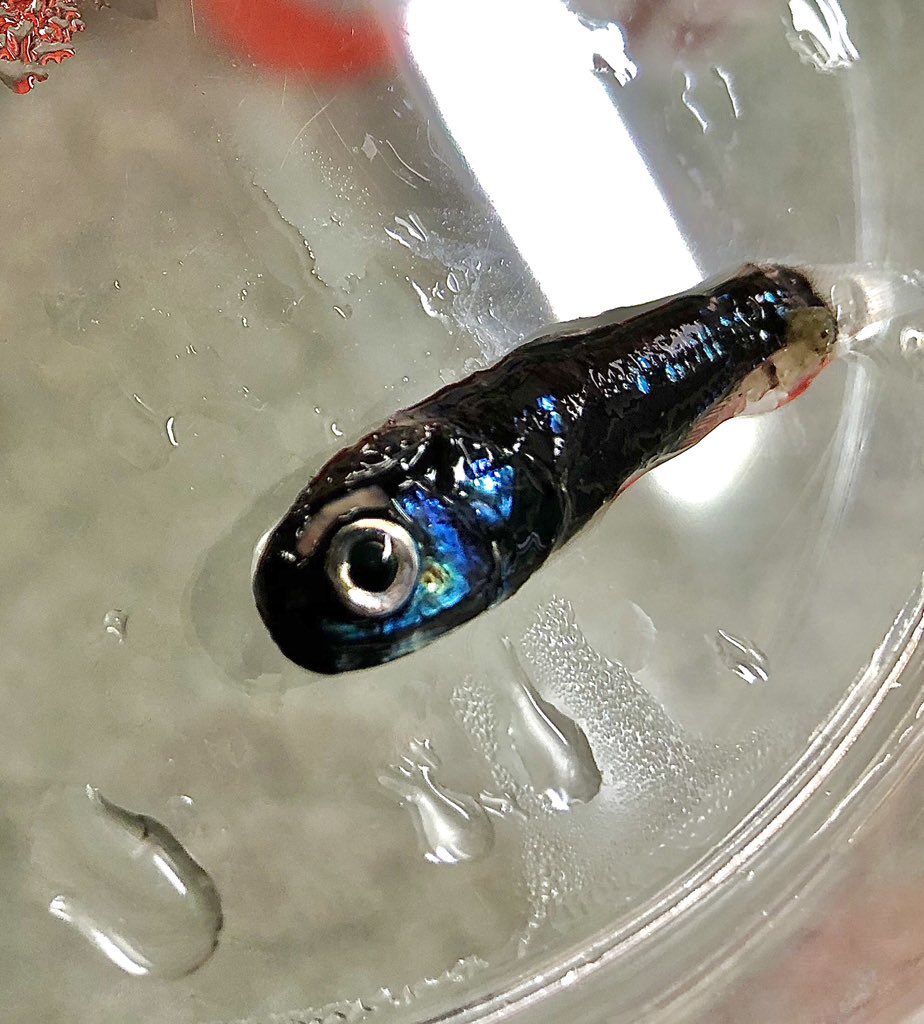 Frable's tweet image. “I don’t always use the midwater, but when I do, eyebrows” 

Ceratoscopelus townsendi, the Dogtooth Lanternfish, has large luminescent organs over its eyes. Why?? Encountered on the @RVSallyRide during the #SiphWeb cruise with @anelachoy  #deepseafish #lanternfish