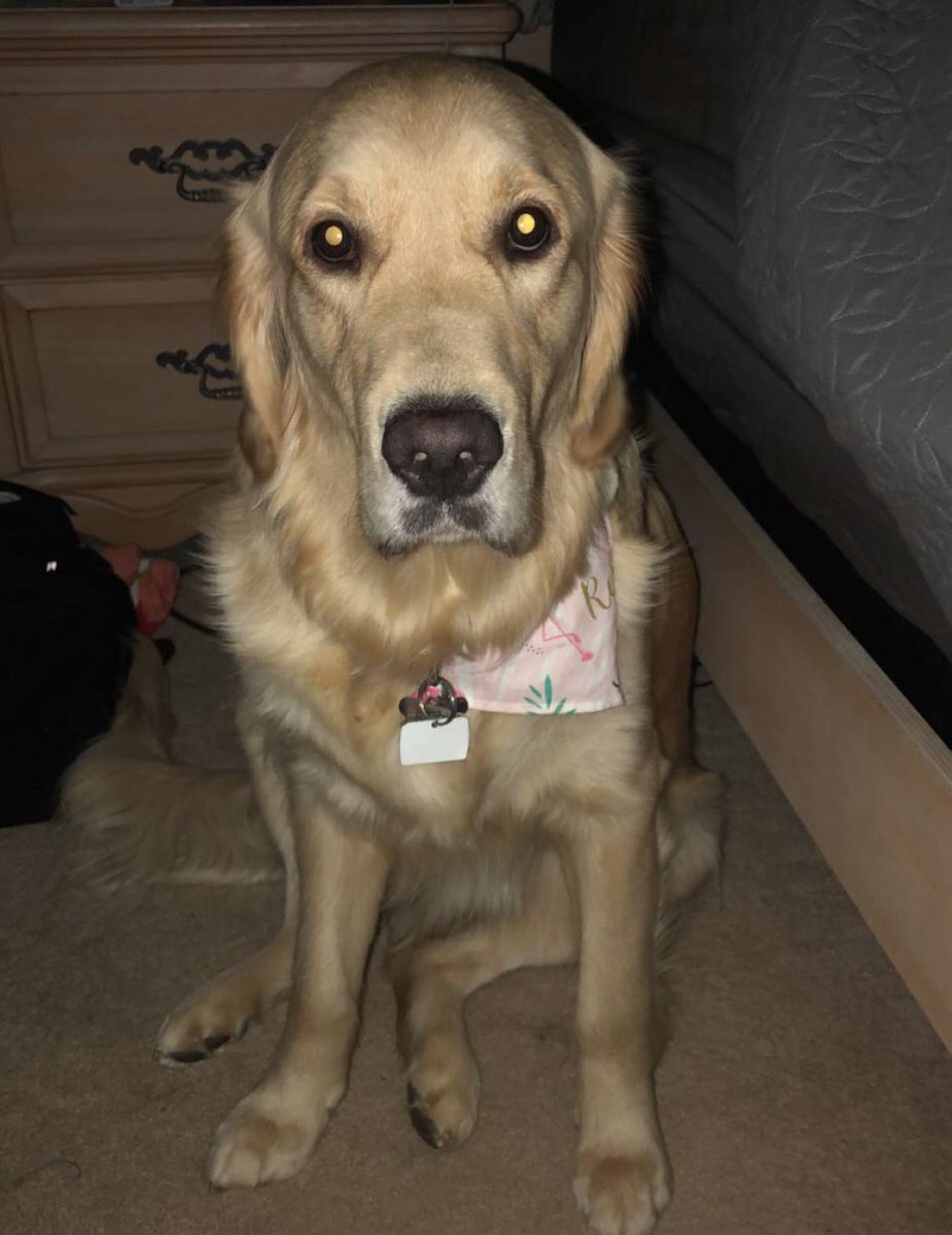savory_caroline's tweet photo. in other news, it took me almost 2 years to notice that my dog has a mustache https://t.co/g5pXsWlXcW