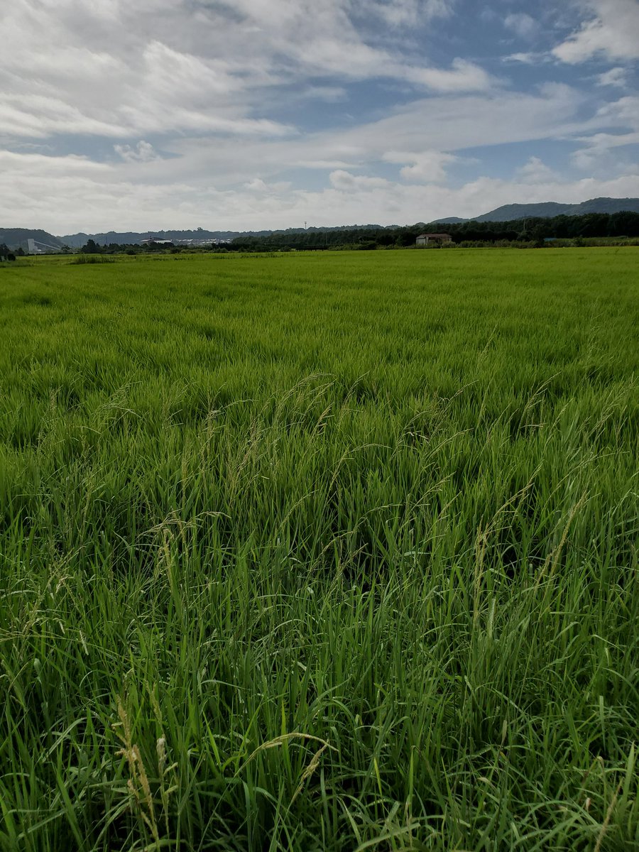 農家の人 細江 浜松の北のほう 今日の天気は 曇り 朝は雨が降っていて だいぶ不安定な天気の模様 稲が出穂していたので イモチ病と害虫駆除の防除作業で殺菌剤と殺虫剤の散布 天気が持つようだったら終わり次第みかんの摘果に戻ります