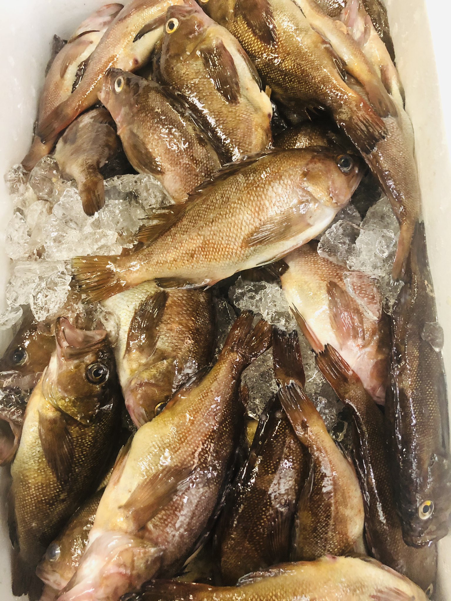 توییتر 三ッ角屋 در توییتر 8月28日 金 本日マグロのカマ焼きあります 日替わりおかず メバルの煮付け ハマチの刺身 米ナスの田楽 お魚定食 ハマチの刺身 カレイの煮付け きしめん お魚 味噌煮込み 名古屋めし T Co 1tlhrwx9qc