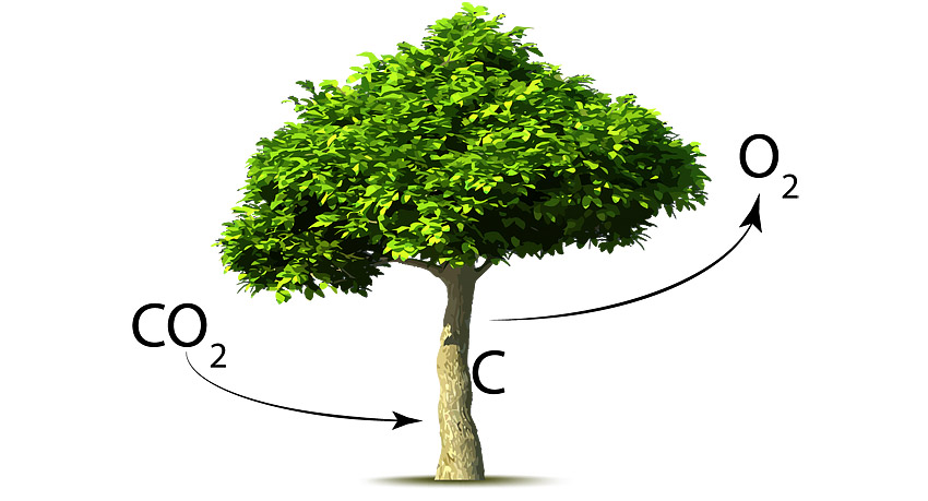 jfrhouse's tweet photo. @Juanmarodlu @ElHatillo Planta un árbol por allá para que dejes en esos lados una huella de carbono positiva. 
.
.
.
Recuerda los árboles maderables son los mayores captadores de carbono en el Planeta. https://t.co/Ak41PArL8Q