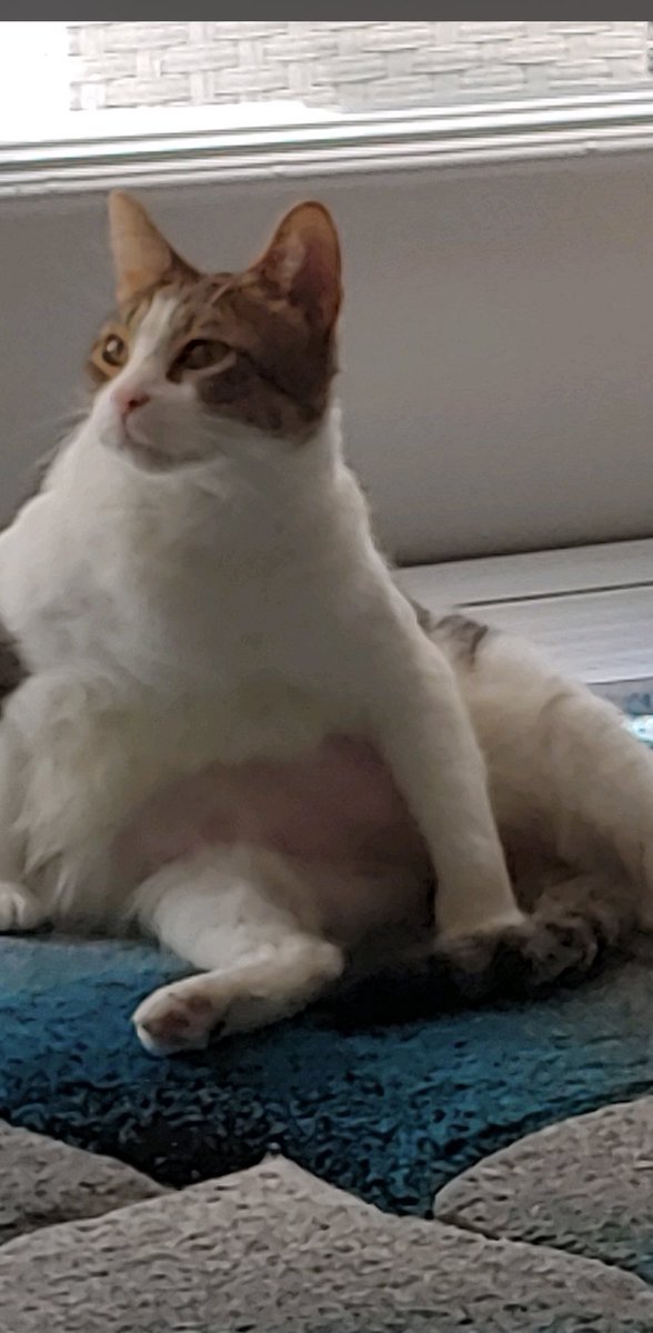 @tallstrawberrys @sarahxscooty Here’s my chubby cat who sits like this to lick his balls when I have company! Hang in there, friend.