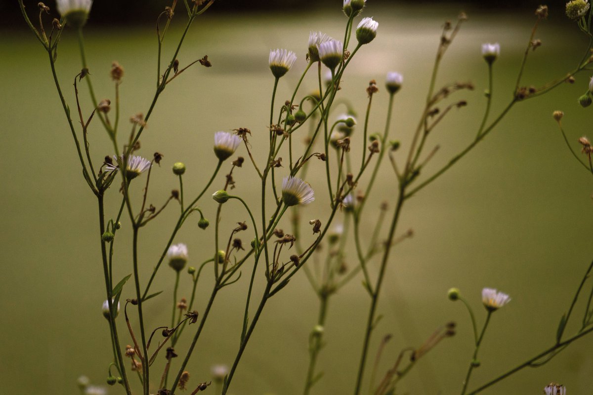 JplusRussell's tweet image. Preservation