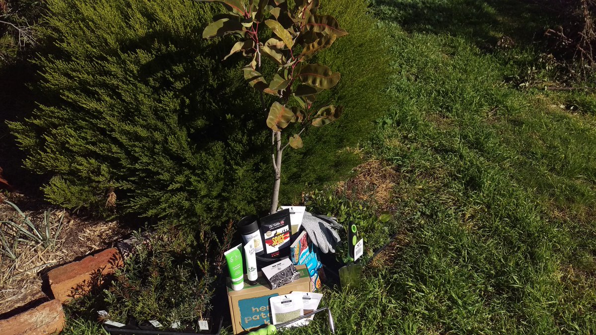 #free #trees for #FathersDay just get on the Yarrilinks facebook page and comment on the giveaway post to nominate your Dad or a Dad you know today! #Landcare #Tree #SpreadTheWord