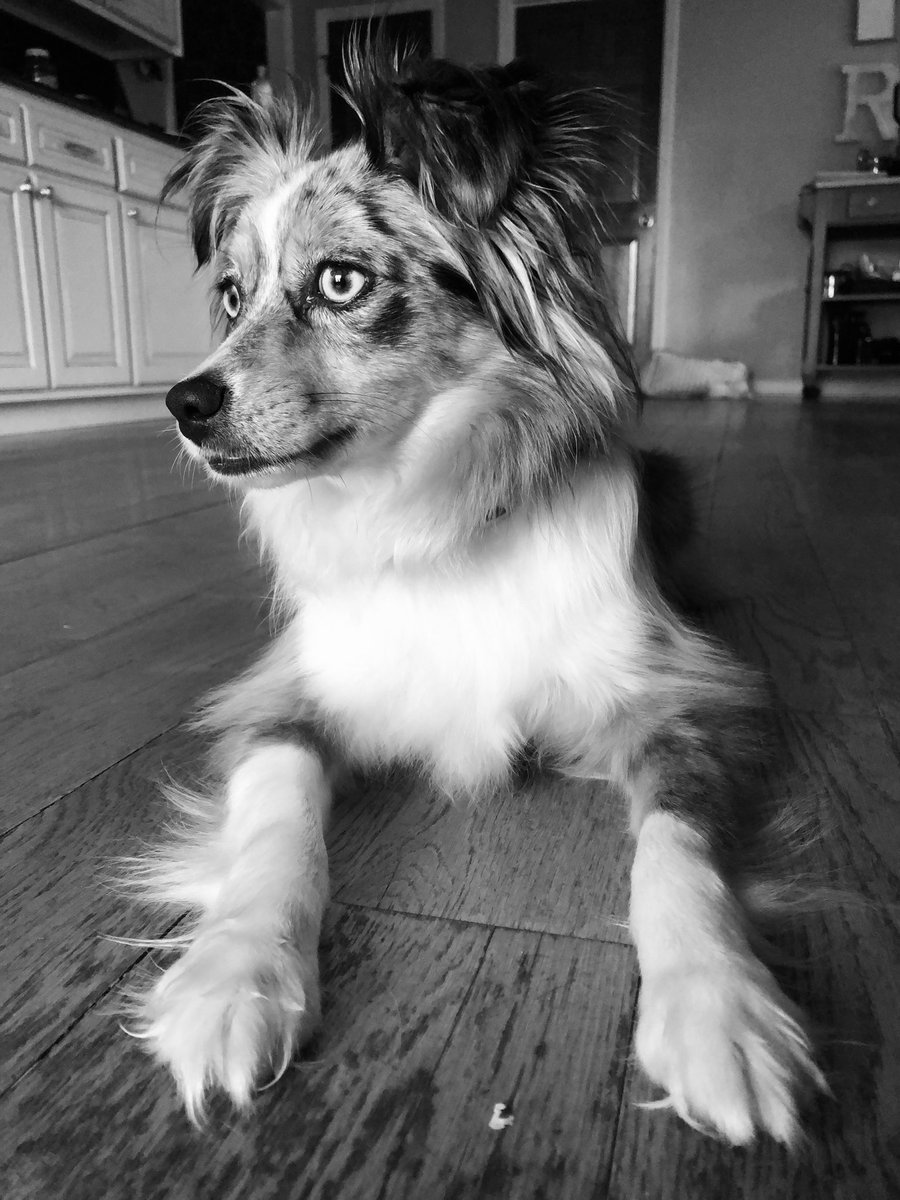 reesegirl86's tweet photo. @dog_rates https://t.co/lOITWhmDJp