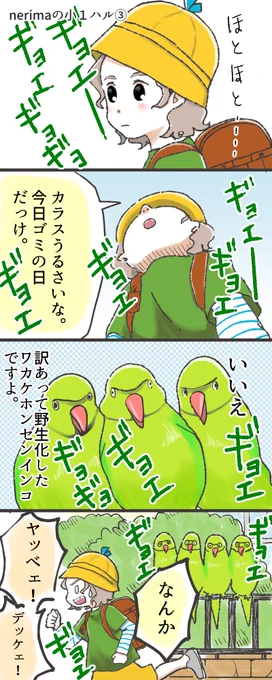 小ぶりのカラスくらいの大きさ。#ワカケホンセンインコ #4コマ漫画 #きぬの隙間時間に描くマンガ #漫画が読めるハッシュタグ 