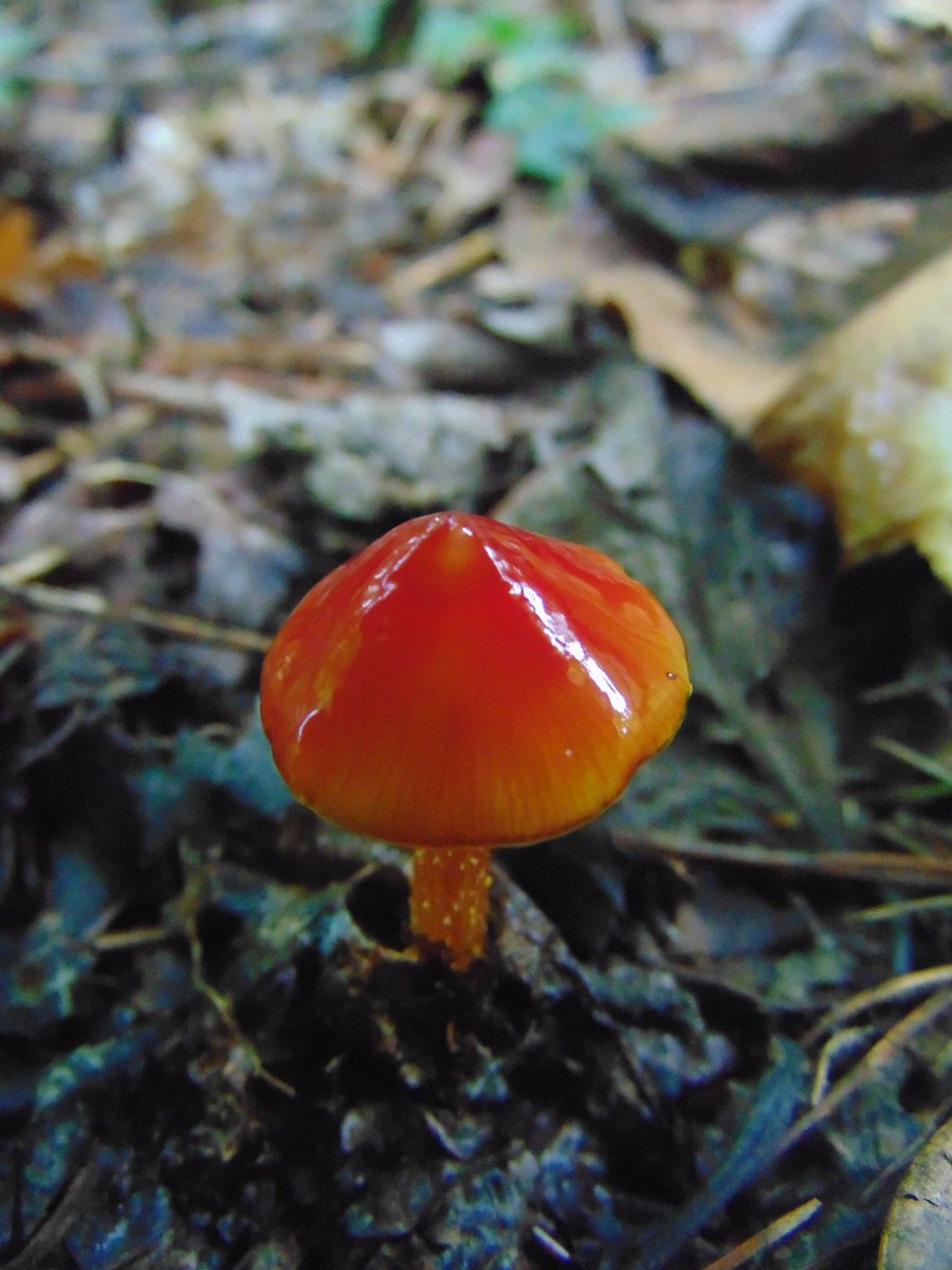 The 5th rule of the Mushroom Cult is to go in the woods and take pictures of mushrooms.