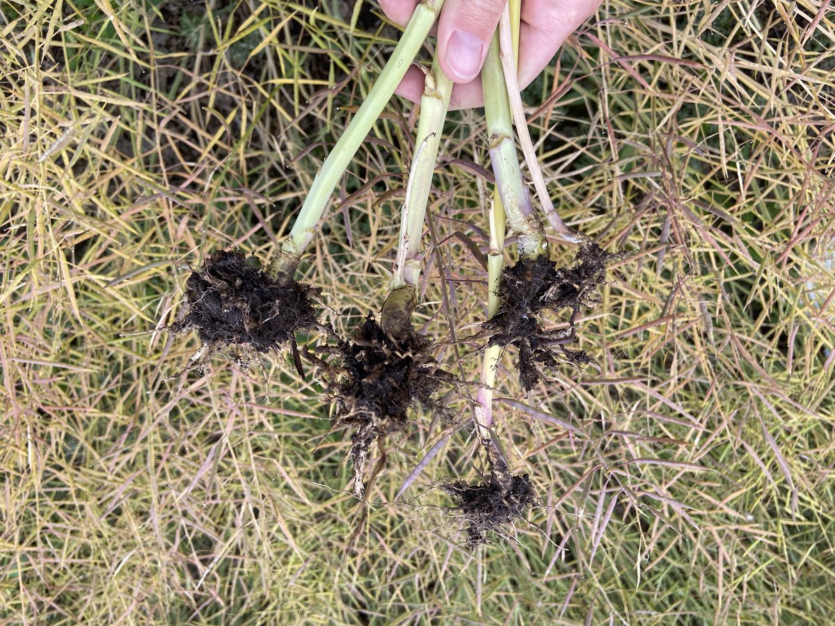 Marla Anwender tweet media