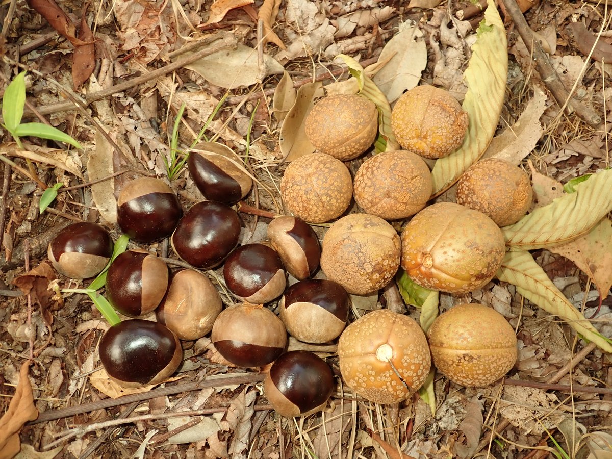 好物樹木園ではトチノキの実が落ち始めました かつて山間部ではクリに似た大きな種の渋を抜き 食用に加工していました 国語の教科 08 28 東区の動植物園 水族館 広島市森林公園こんちゅう館 まいにちを豊かに りっち