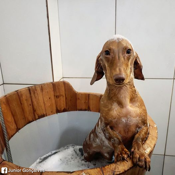 salsichinhas's tweet photo. "Passei o dia fazendo buracos na casa da minha vó, agora estou tomando meu banho de ofurô pra ficar limpinho e relaxado" https://t.co/gju6OdpvMN