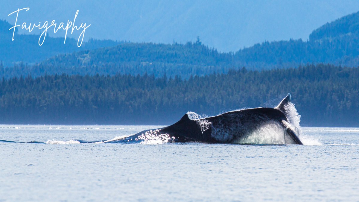 FaviolaPerez's tweet photo. Humpback having fun on the water :)
#favigraphy #humpback #bc #canada #wildlifephotography #wildlife #whales https://t.co/3ALfqYpwdk
