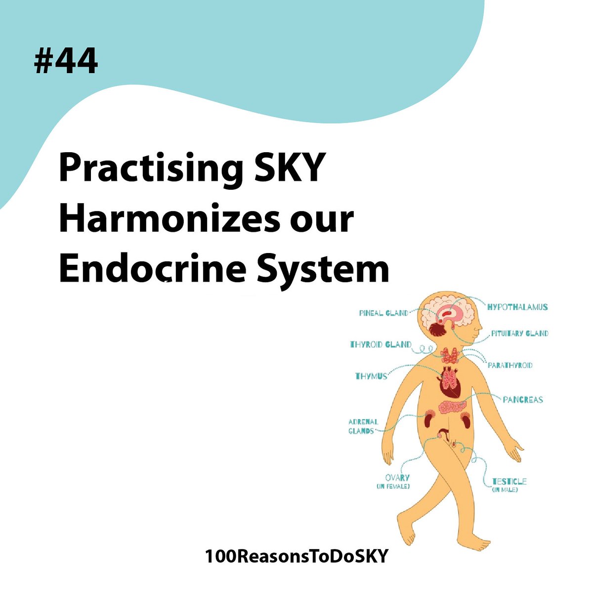 100ReasonstodoS's tweet photo. 44. Practising SKY Harmonises Endocrine System..!!
#reason44 #endocrinesystem #athletic #sudarshankriyayoga
#sky #breathingtechnique #100reasons #100reasonstodosky #facts #breath #research
@ArtofLiving @SriSri https://t.co/0kMOfaO2dJ