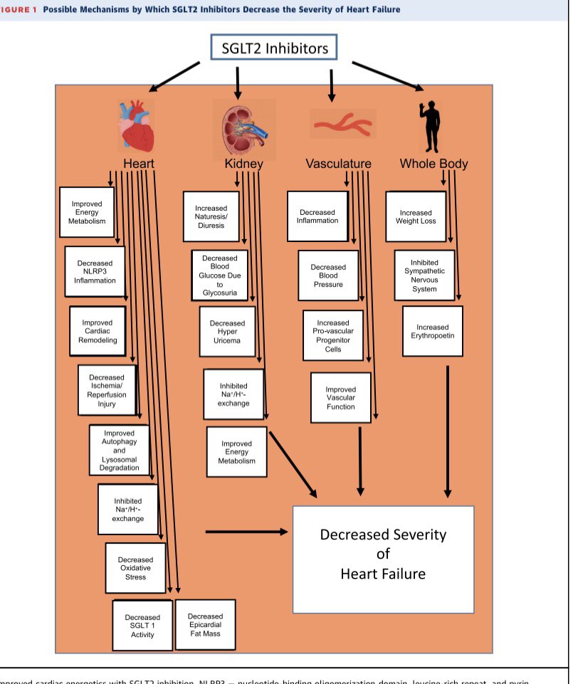 Serginho1409's tweet photo. Mechanisms of Cardiovascular Benefits of
Sodium Glucose Co-Transporter 2
(SGLT2) Inhibitors
A State-of-the-Art Review    https://t.co/dj7HW8pRml.  #heartfailure #Cardiology #cardiotwitter #HFrEF https://t.co/pvz3yH5Vqu